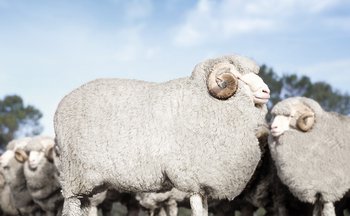 Merinoschafe werden heutzutage hauptsächlich in Australien und Neuseeland gezüchtet. Dank des dortigen Klimas hat ihre Wolle viele wertvolle Eigenschaften.