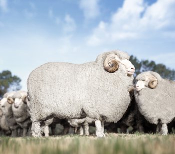 Merinoschafe werden heutzutage hauptsächlich in Australien und Neuseeland gezüchtet. Dank des dortigen Klimas hat ihre Wolle viele wertvolle Eigenschaften. Foto: © John Carnemolla / iStock Merinoschafe werden heutzutage hauptsächlich in Australien und Neuseeland gezüchtet. Dank des dortigen Klimas hat ihre Wolle viele wertvolle Eigenschaften.