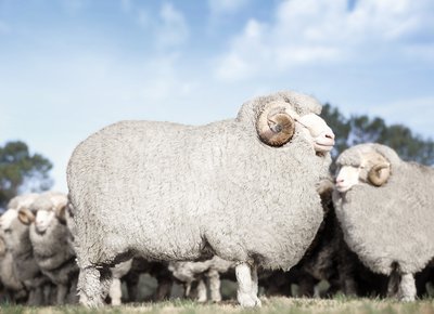 Merinoschafe werden heutzutage hauptsächlich in Australien und Neuseeland gezüchtet. Dank des dortigen Klimas hat ihre Wolle viele wertvolle Eigenschaften. Foto: © John Carnemolla / iStock Merinoschafe werden heutzutage hauptsächlich in Australien und Neuseeland gezüchtet. Dank des dortigen Klimas hat ihre Wolle viele wertvolle Eigenschaften.