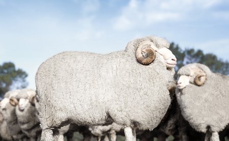 Het wol van Merinoschapen heeft bijzondere eigenschappen