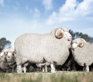 Het wol van Merinoschapen heeft bijzondere eigenschappen