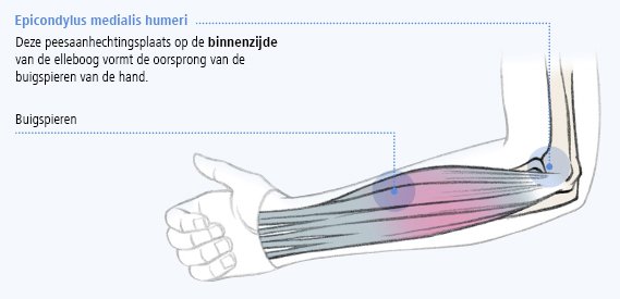 Afbeeding van de epicondylus medialis humeri