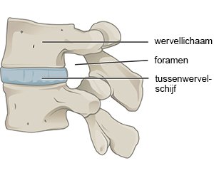 Het foramen (intervertebralis) ligt tussen twee ruggenwervels in.