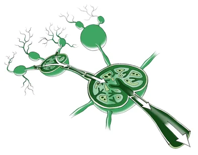 Lymphknoten im Querschnitt