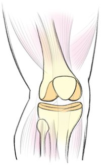 Knochen – für sicheren Halt und Schutz von innen heraus. Knochen – für sicheren Halt und Schutz von innen heraus.