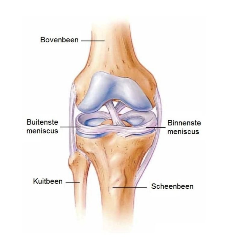 De buitenste- en binnenste meniscus in het kniegewricht.
