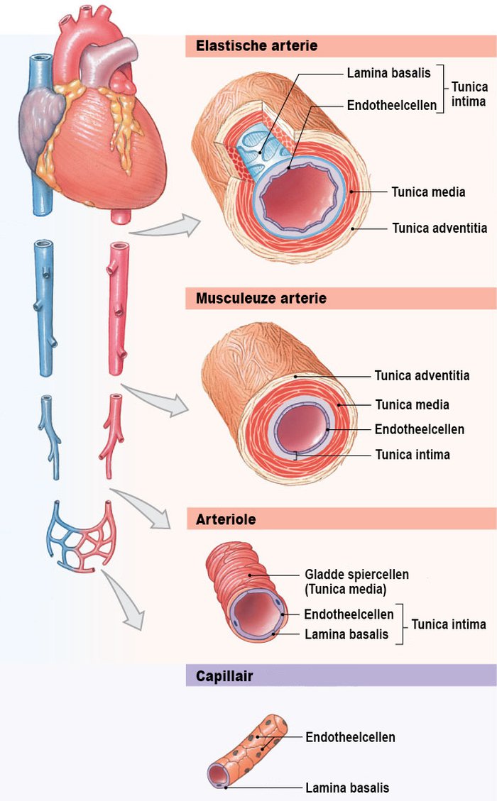 De verschillende soorten arteriën