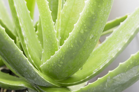 Aloe vera verwöhnt die Haut.