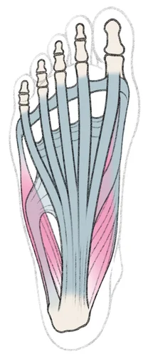 Ferse Plantarfaszie