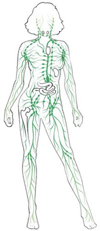 The lympatic system