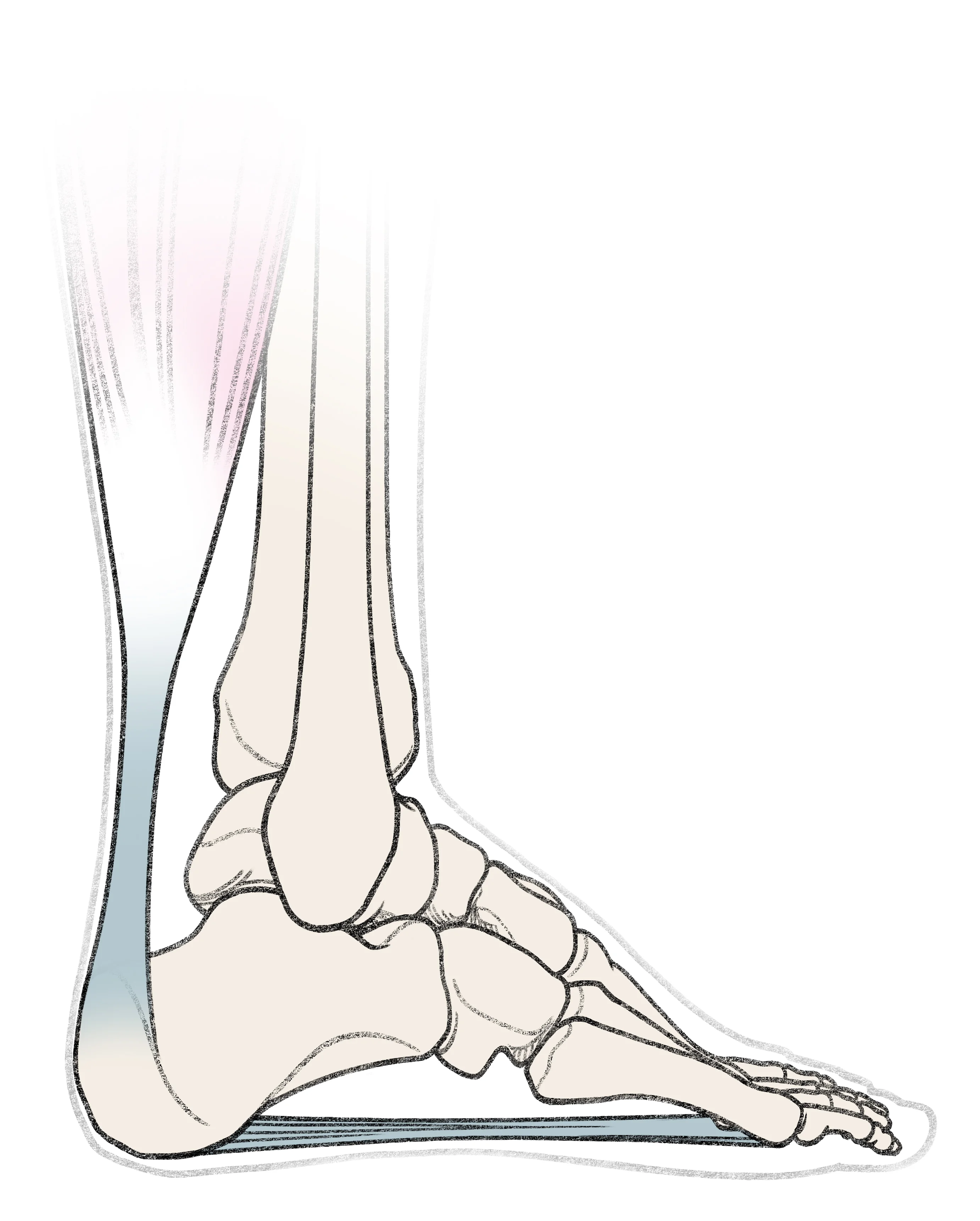 Anatomie Ferse