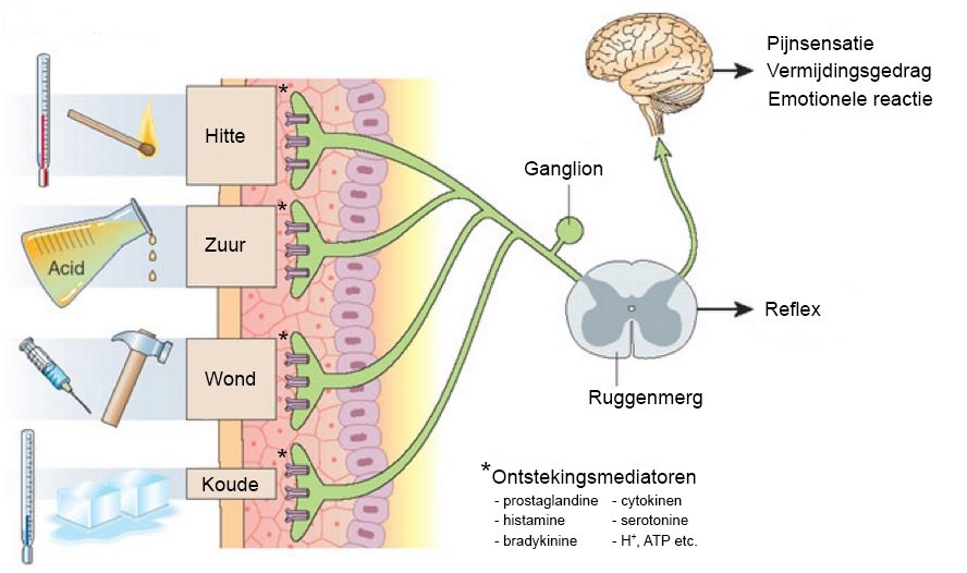 Zowel fysische- als chemische factoren kunnen de nociceptoren (pijnsensoren) activeren, met nociceptieve pijn als gevolg.