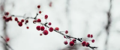 Wenn der Winter Einzug hält, verändert sich nicht nur unsere Umwelt.