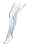 In Germany more than 50% of the population suffer at least a slight change of the venous system.