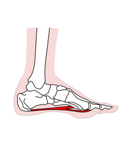 Krankheitsbild Plantarfasziitis Anatomie