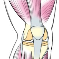 Inside the knee