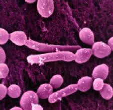 De veroorzakers van een Candida infectie
