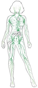 Illustration Lymphsystem