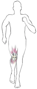 Illustration Stütz-und Bewegungsapparat