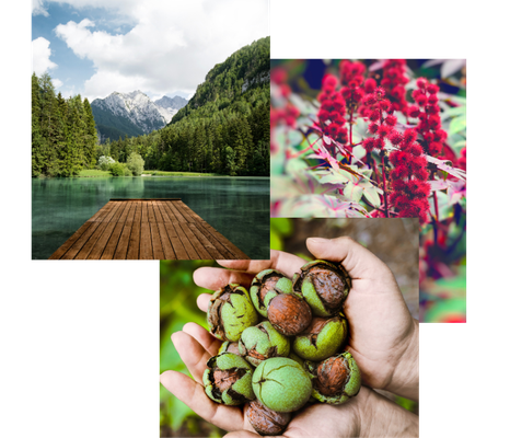 3 Bilder übereinandergelegt, eines zeigt einen Steg auf einem Bergsee, eines eine Rhizinuspflanze und eines eine Hand mit Walnüssen