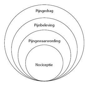 Pijnmodel van Loeser: van nociceptie tot pijngedrag