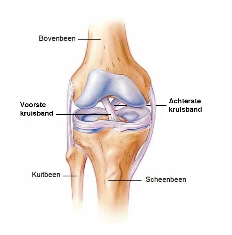 De voorste- en achterste kruisband in het kniegewricht.