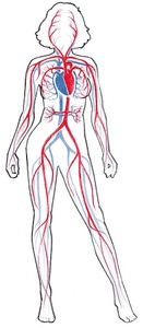 Blutkreislauf im Körper