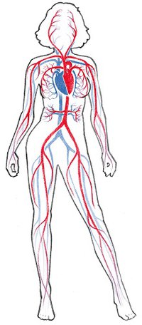 The human circulatory system